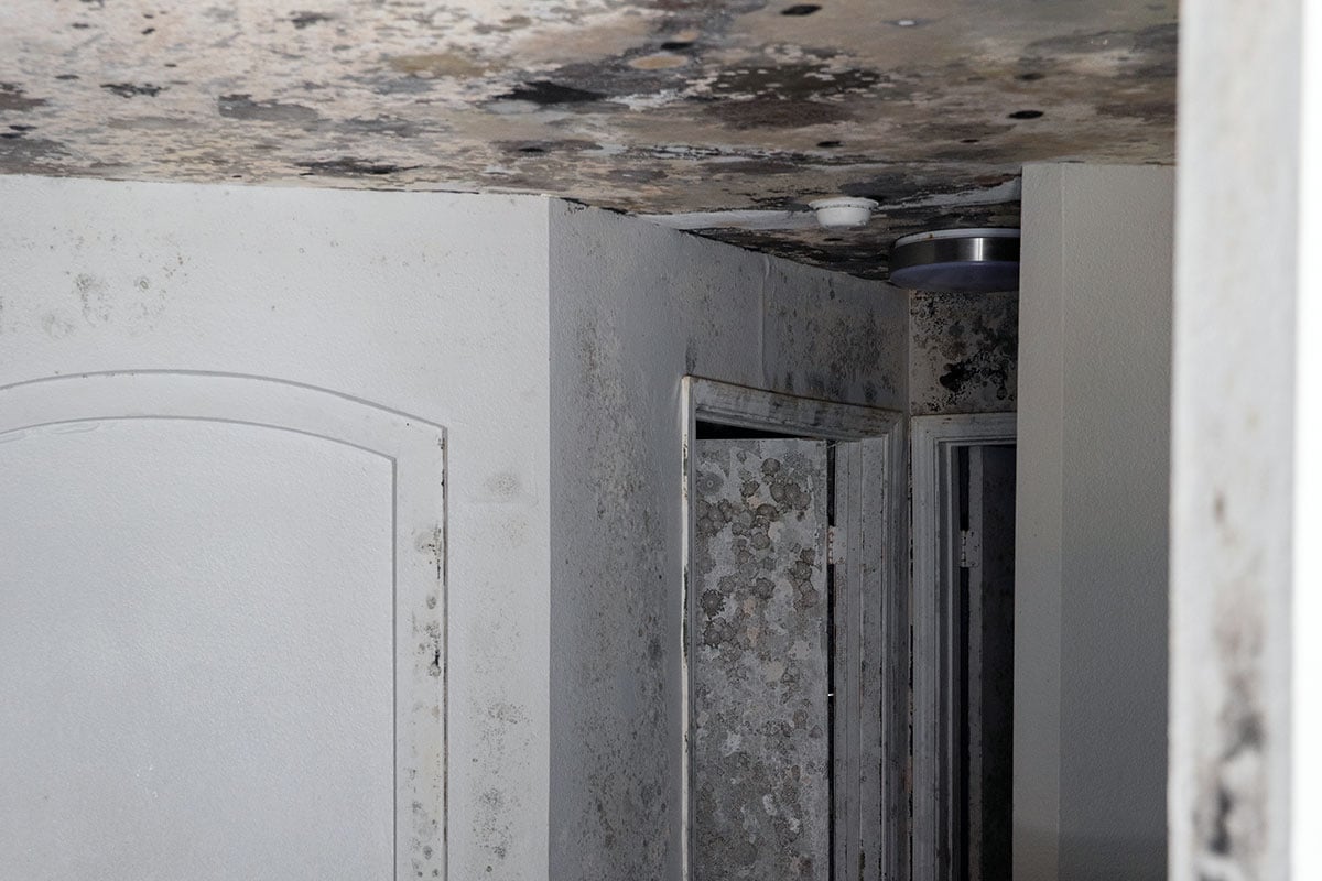 Mold growth on drywall in apartment