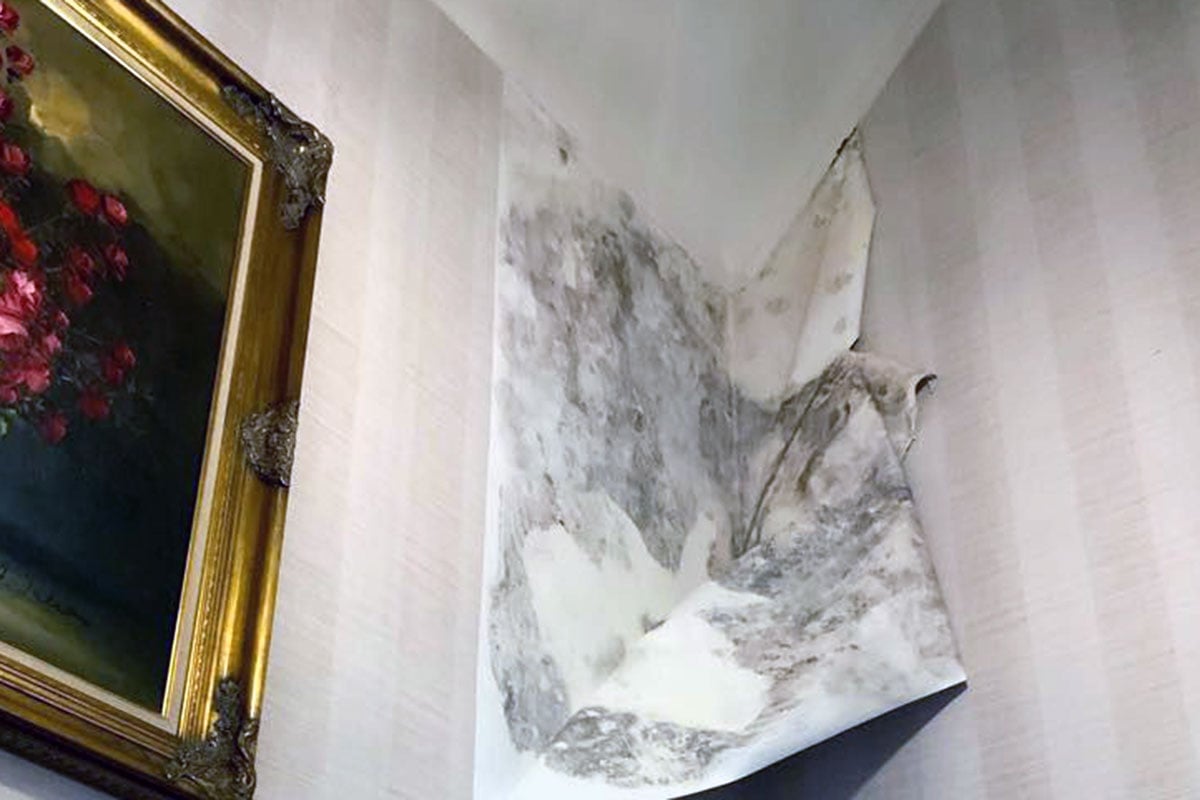 Mold growth behind wallpaper.