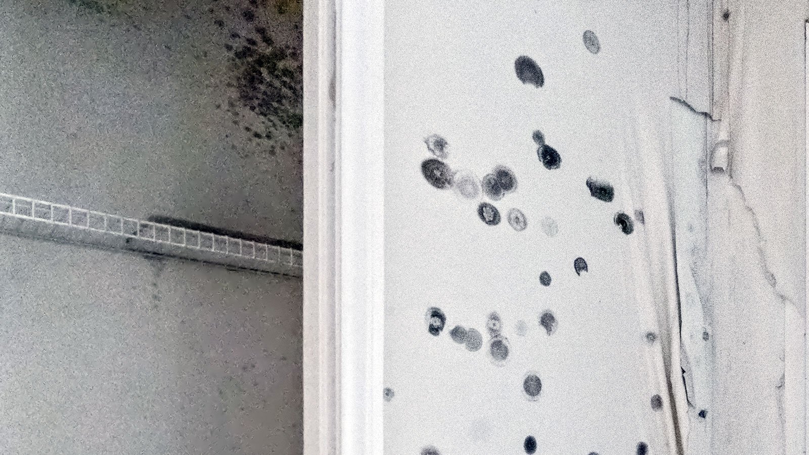 Mold on dry wall in office building.