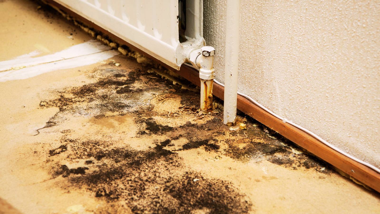 How Professionals Remove Mold from Different Surfaces