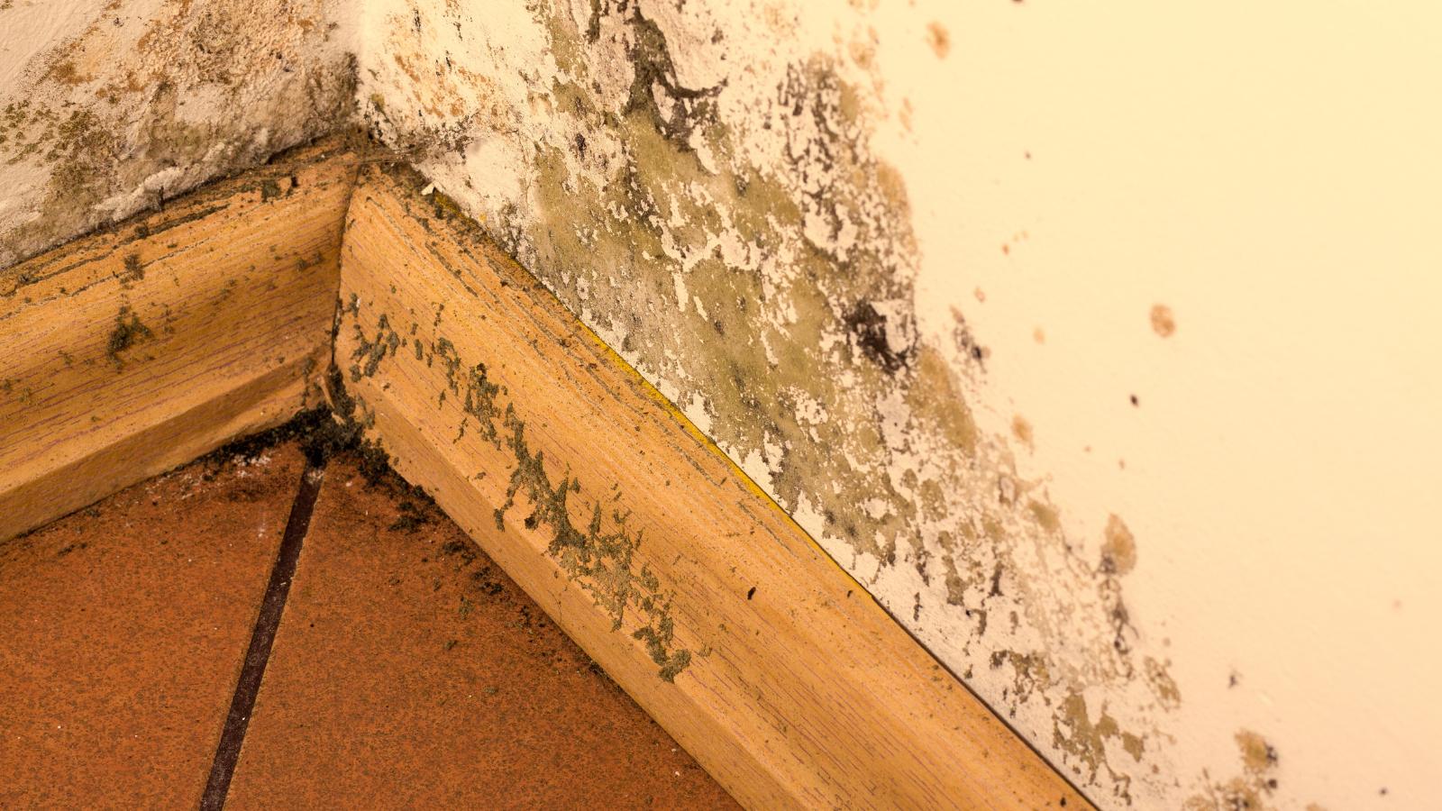 Mold vs. Mildew: Everything You Need to Know and How to Handle Them