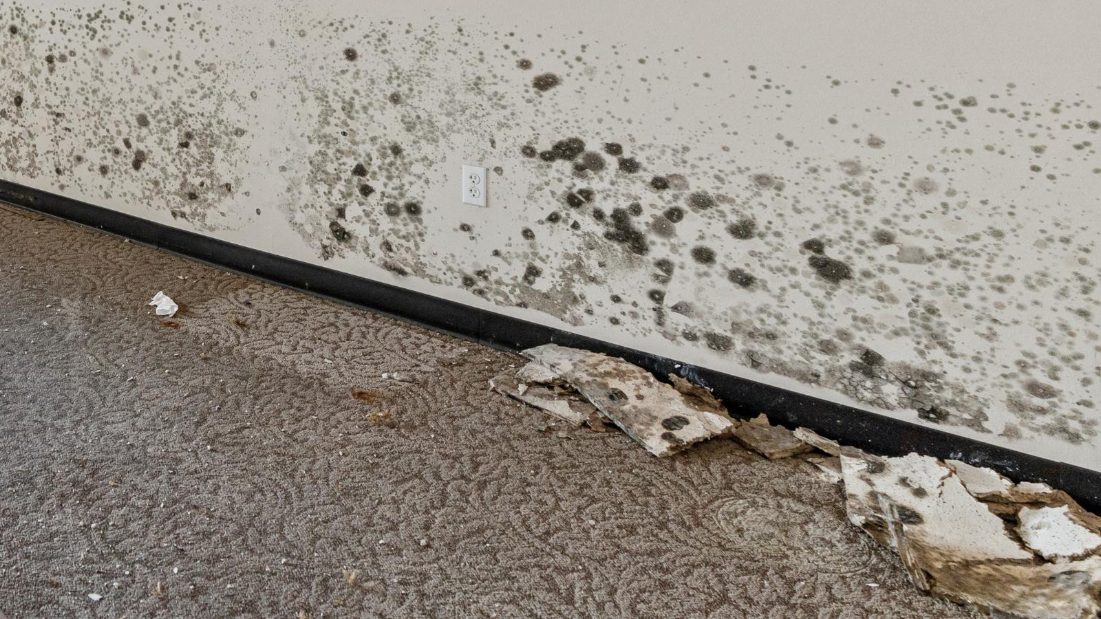 8 Myths About Mold