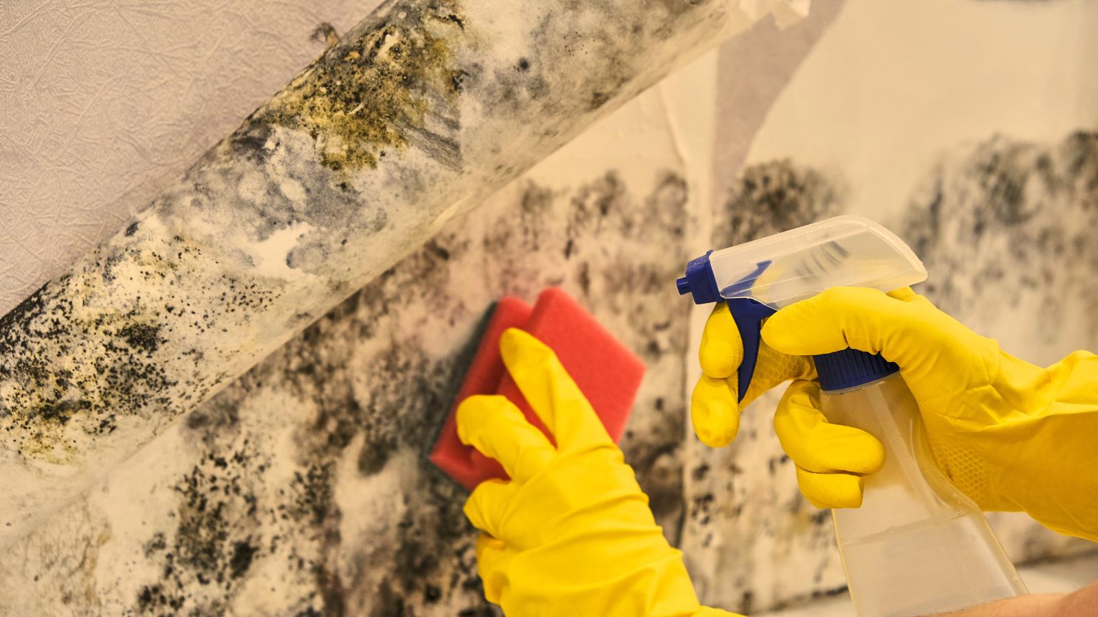 Cleaning Mold from Wall